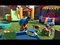Pool Paws Party: Beagles Make a Splash