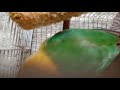 KELAKUAN BURUNG LOVEBIRD SENDIRIAN