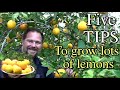 5 Reasons Why LEMONS are the BEST Fruit Tree to GROW in Containers or Pots