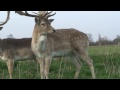 Fallow buck shedding antlers 1