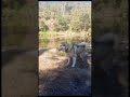 Malamute does zoomies after swim