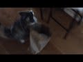 Silly cat caught in bag...Again!