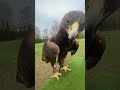 Basic training of the golden eagle