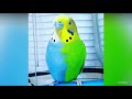 7 Rare Budgie Mutations