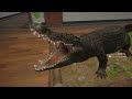 Diamond Salt Water Crocodile - theHunter Call Of The Wild