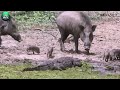Ferocious Warthog Packs Violently Attack Hyenas To Protect Their Cubs From The Fierce Hunt
