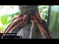 Bonsai Kelapa Batok Besar || Bonsai Kelapa Akar Gurita