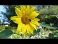 Meadow and Garden | Alpha 7SM3 | 4K120fps SDR 4:2:2 10-bit