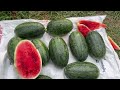 New ideas for growing watermelon to bear much fruit using these simple methods