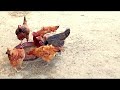 How to raise free-range chickens for meat /Watch Ernest's Water Leaf Broiler Experiment: Hen Farm PK