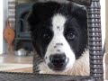 Jack the 3.5 month year old Border Collie
