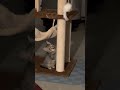 Kittens at play