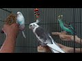 Can a Budgie Be Tamed in One Day?