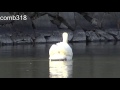 A bird making many attempts to swallow a big fish