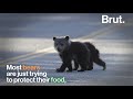 What To Do If You Encounter a Bear