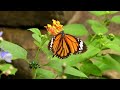 スジグロカバマダラ (4K) / Common tiger (Danaus genutia)