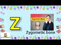 Z for 50 words | Letter Z for maximum words | ABC word making | vocabulary from Z letter |