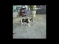 🐱😸 Best Cats and Dogs Videos 🐶🤣 Funny Animal Videos # 24