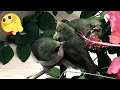 Rescued Baby Birds Japanese White-Eye Mejiro Funny clips by @richscenic How to care baby birds