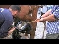 Shoeing a Draft Horse in Belgium