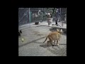 🐶🤣 So Funny! Funniest Cats and Dogs 🙀😍 Funniest Animals 2024 # 20