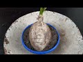 The easy way to make a coconut bonsai at home