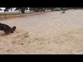 Asia, Levi and Frankie at Alameda Dog Park. July 27 2024.