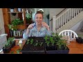 Propagating Snapdragons from Cuttings // Pinching Snapdragons for Free Plants // Northlawn