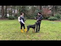 How to Condition Your Dog to the E-collar ⚡️ FIRST E-collar Session