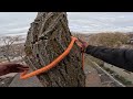 tree climber Climbing severe dangerous overhang and dropping big logs.