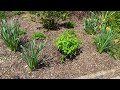 Planting 3 Fire Light Tidbit Hydrangeas & How to Care for Them