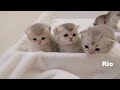 Kitten surprised by daddy cat approaching from behind was so cute