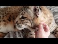 Big Boy the big bobcat and some questions answered