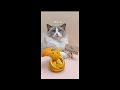 That Little Puff | Cats Make Food 😻 | Kitty God & Others | TikTok 2024 #93