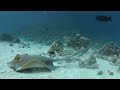 Ägypten Egypt-El Gouna Diving HD 2012 (1080p)
