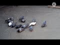 Lates video || Pigeons eating best food _Rice