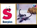 Insects Alphabet Song | Insects ABC Song | Phonics for Kids, Baby, Alphabet Letters