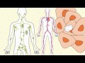 Video 9 White Blood Cells Types and Functions