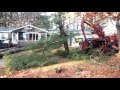 Giant pine tree removal