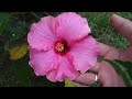 How to grow Hibiscus plant simple method Any one can grow it |  Hibiscus plant