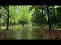 Fill your mind, emotions with rain sounds on a forest path. Stress relief, relaxation