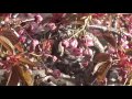 Hummingbirds Feeding April 23