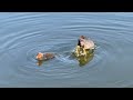 Wild birds feeding their chicks in the lake