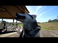 Siberian Husky Reacts To Electric Training Collar | Will It Stop Digging??