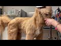 WHY your GOLDENDOODLE has MATTED HAIR...Do This👈