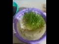 Hydroponics-fodder-wheat grass in kitchen