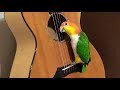 Caique parrot plays guitar