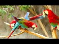 Top 10 Beautiful Parrot in the World | HRT Earth