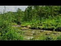 Forest Stream Relaxing River Sounds & Birdsong Sounds | Sleep,Study,Meditate