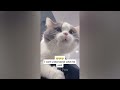 🐶 Funniest Cats and Dogs Videos 🐶 Funny Videos Compilation 😹